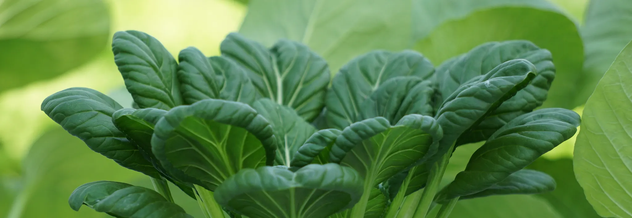 A close-up view of a vibrant green kohlrabi plant displaying large, textured, leafy greens extending from its center, positioned below headline text reading "...And if you like radishes, grow kohlrabi" and introductory copy describing kohlrabi's flavor and culinary versatility.