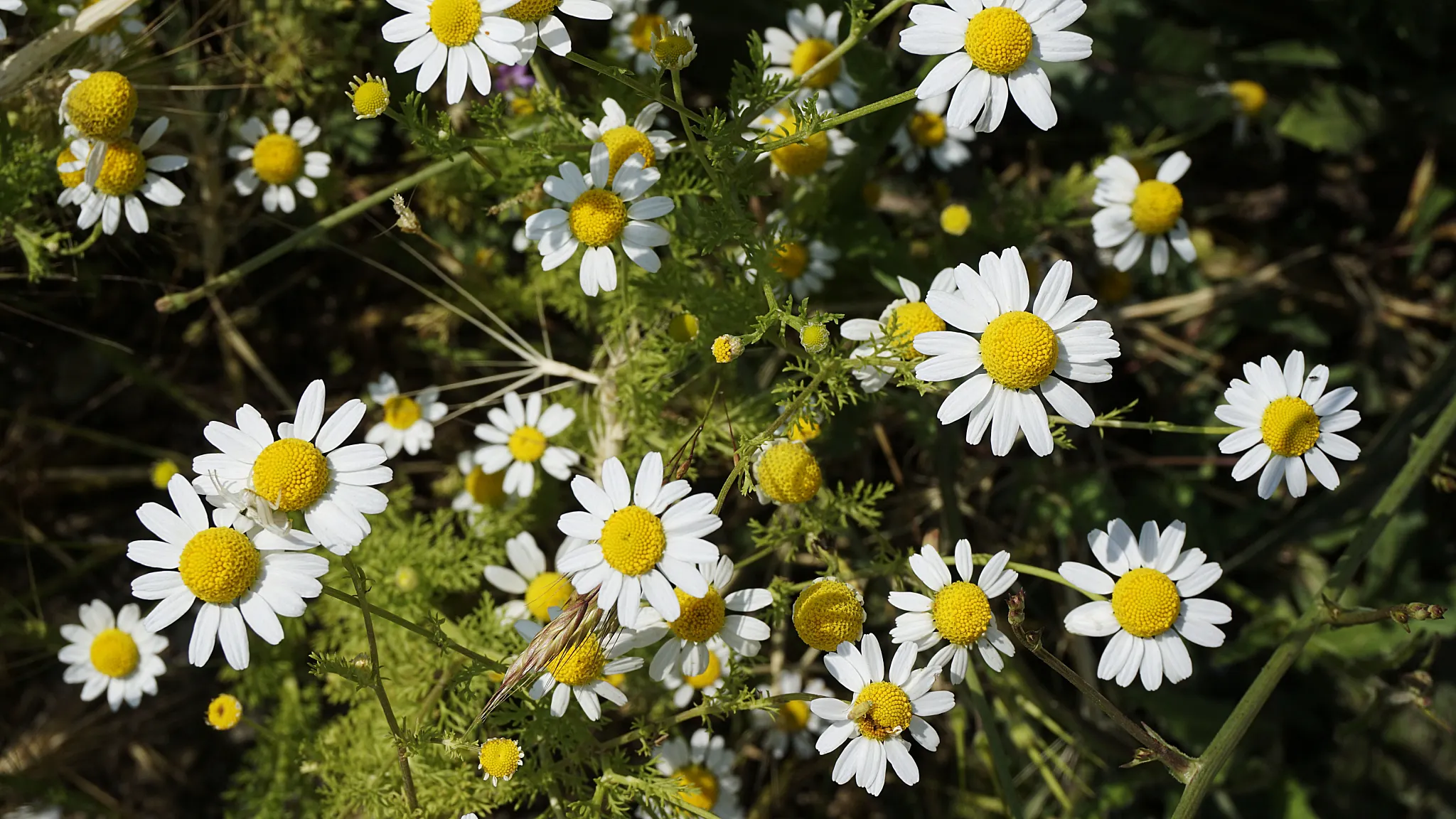 photograph of chamomile flowers 