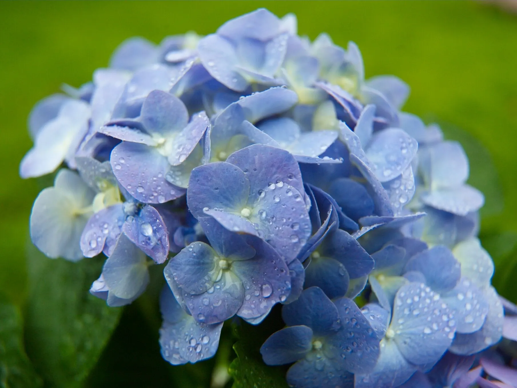 Blue flower bigleaf hydrangea with water droplets on the petals