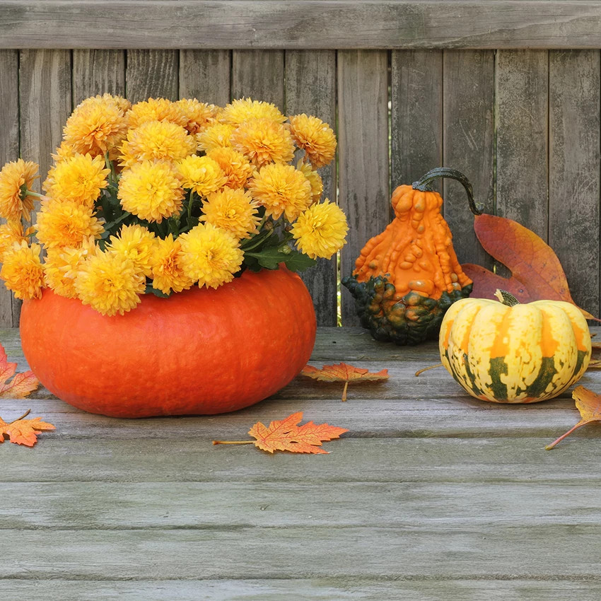Create a Pumpkin Planter