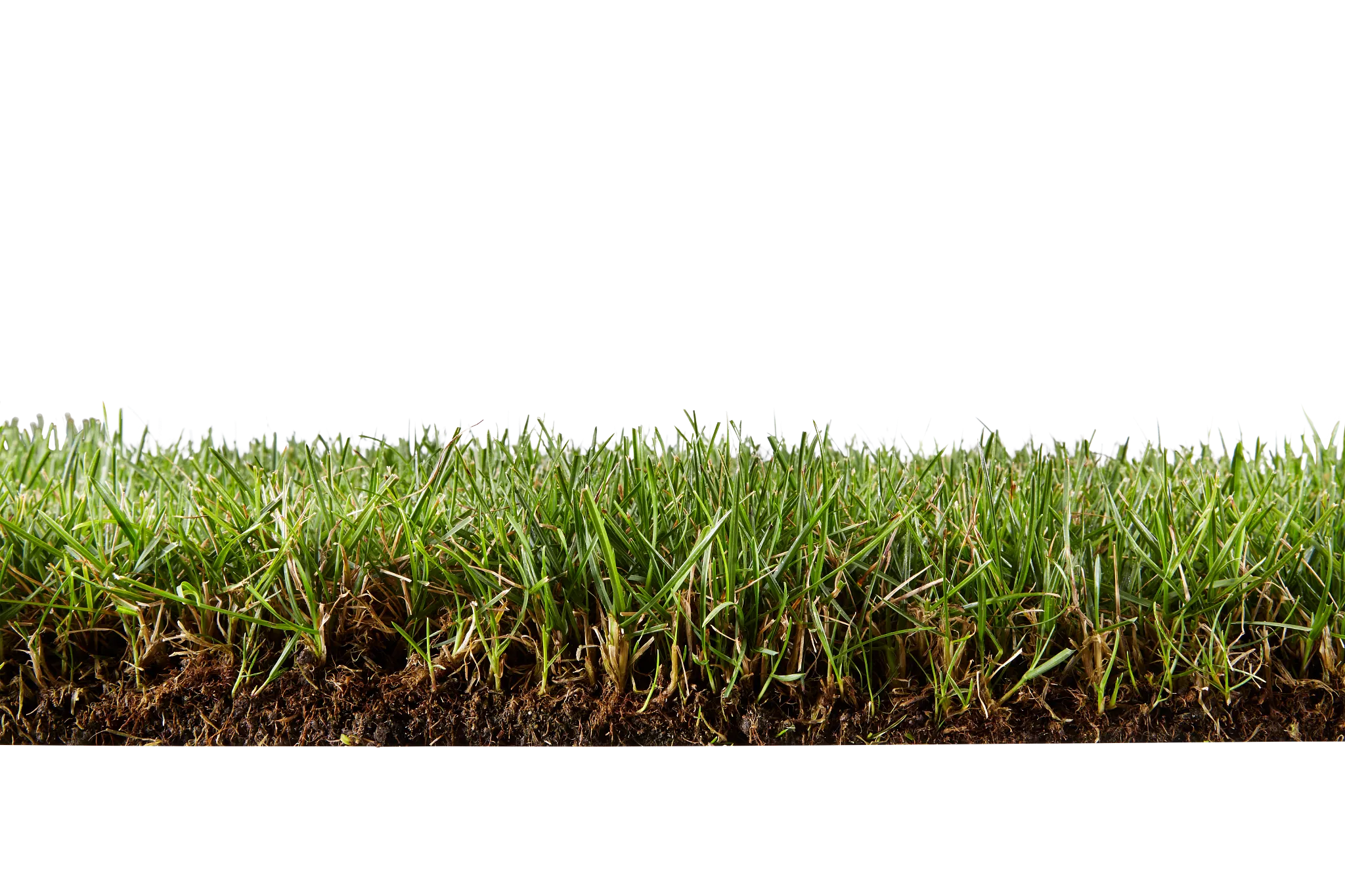side view cutaway of a perennial ryegrass lawn