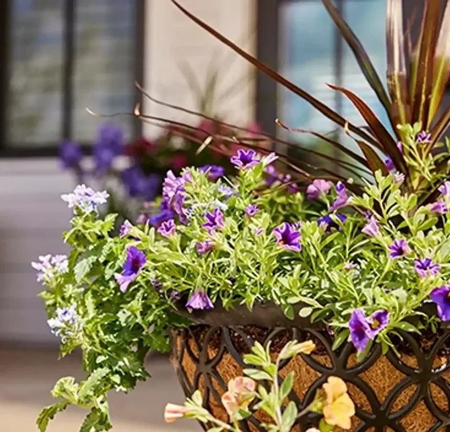 Herbs in garden