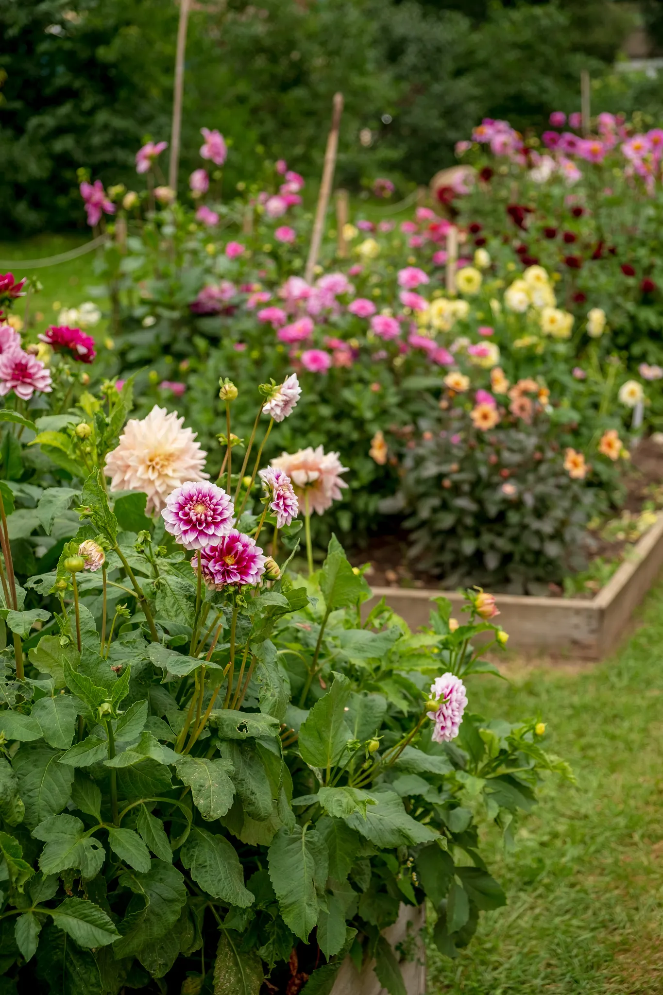 A dahlia garden