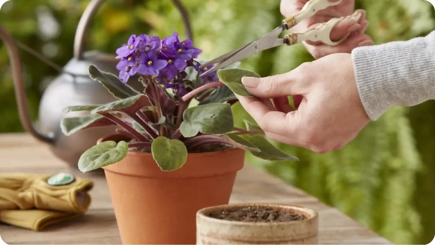 Person trimming a leaf from a potted purple African violet plant with pruning shears.