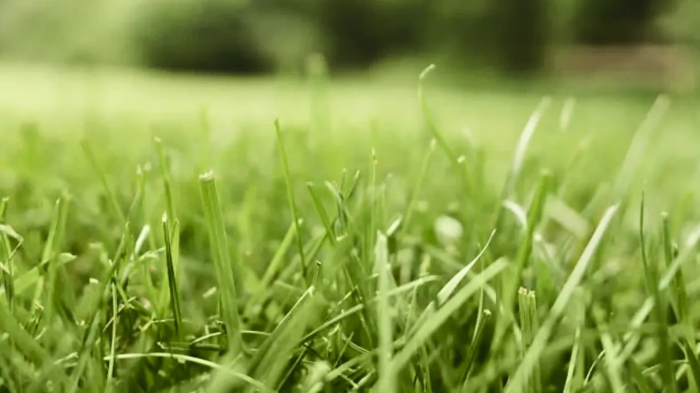 Close up of healthy green grass