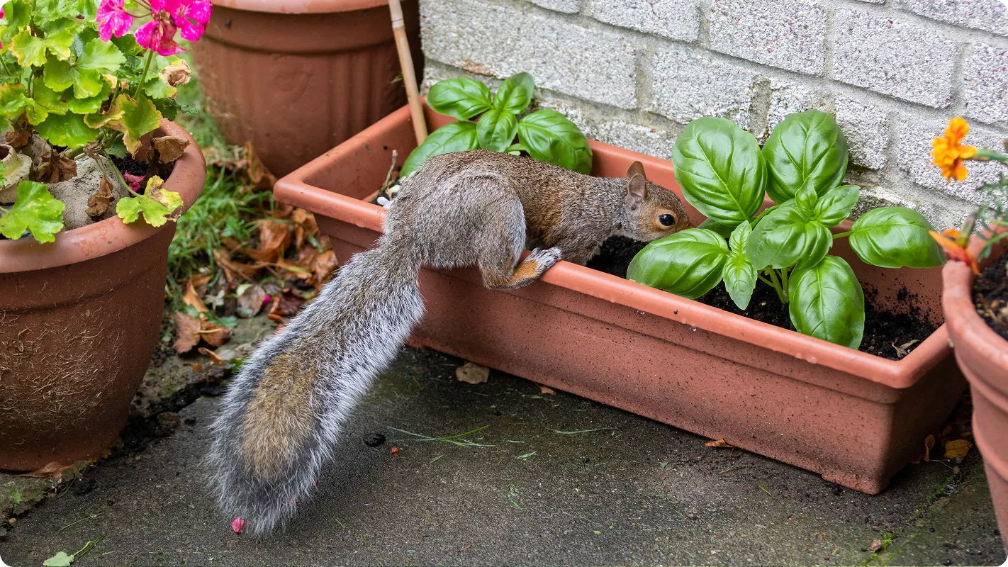 a squirrel digging into a rectangular planter on a patio with basil plants growing in it.