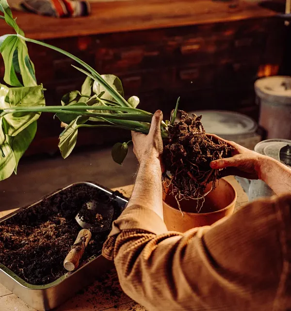 Person repotting a plant