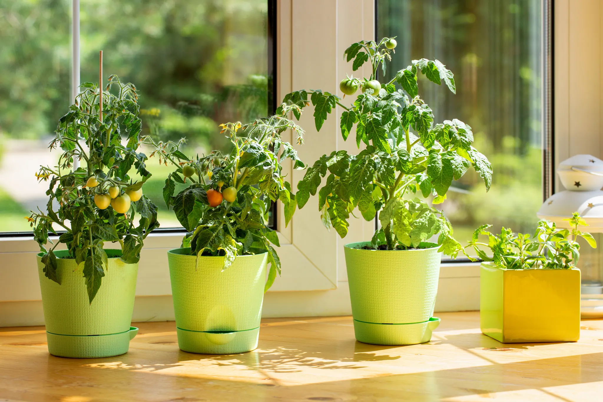Potted tomato plant and basil plant on a kitchen window sill