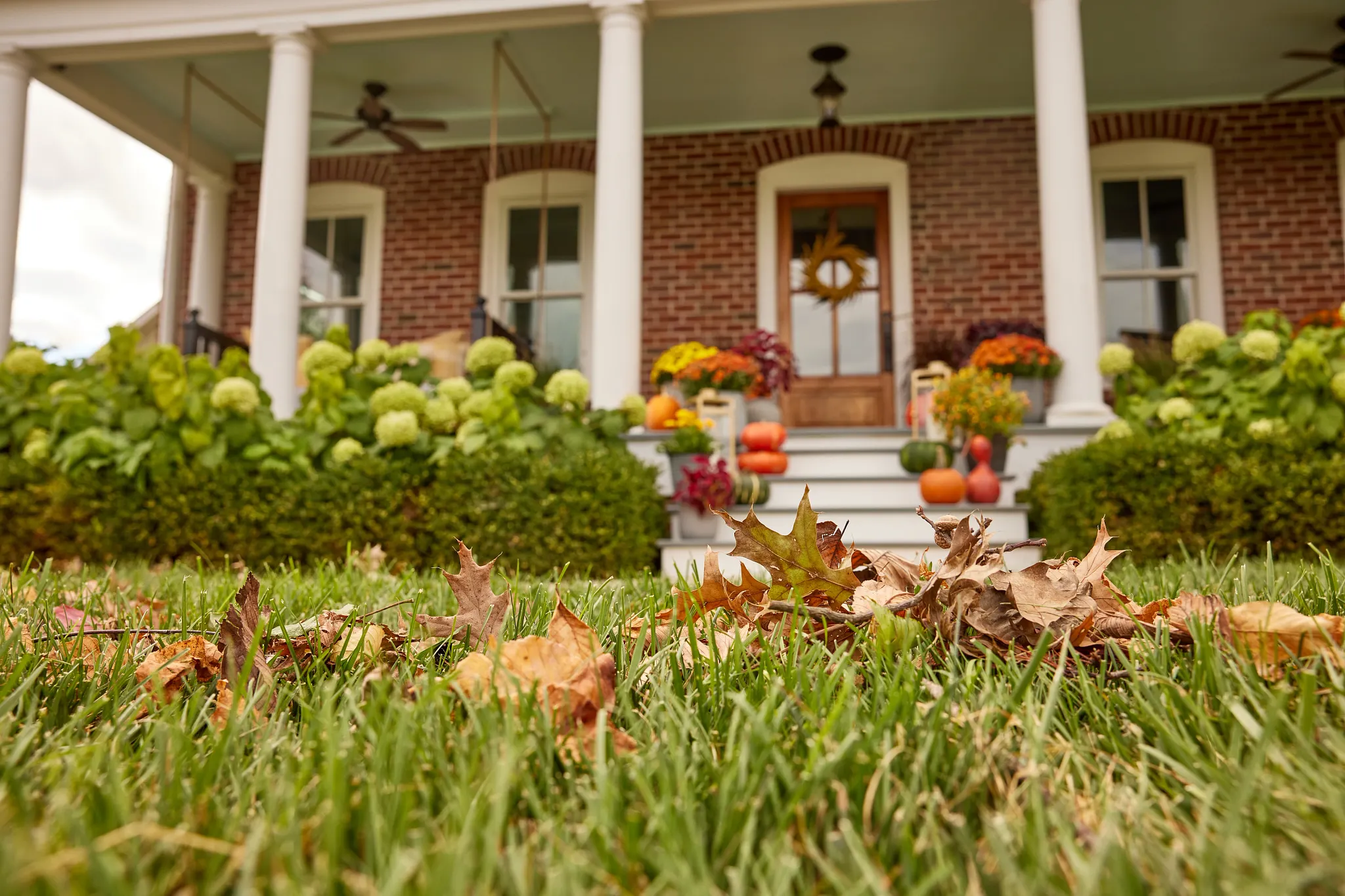 fallen leaves on a front yard
