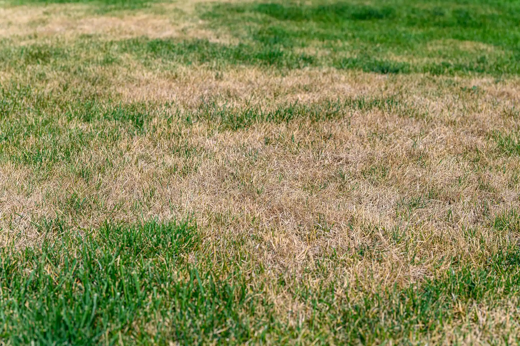 How to Fix Brown Spots in Lawn Quickly for a Lush Yard