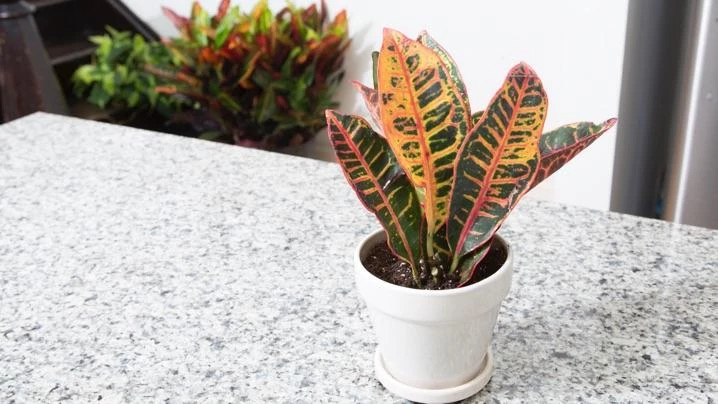 Croton on kitchen counter top 