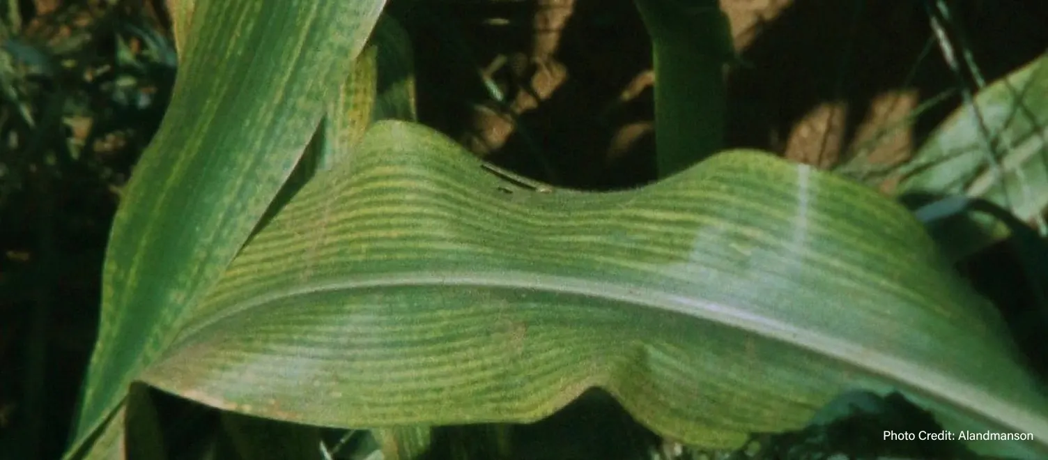 Leaves of a plant - Photo Credit: Alandmanson
