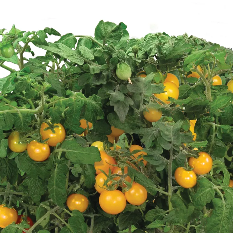 AeroGarden Golden Harvest Cherry Tomato Seed Pod Kit image number 3.0