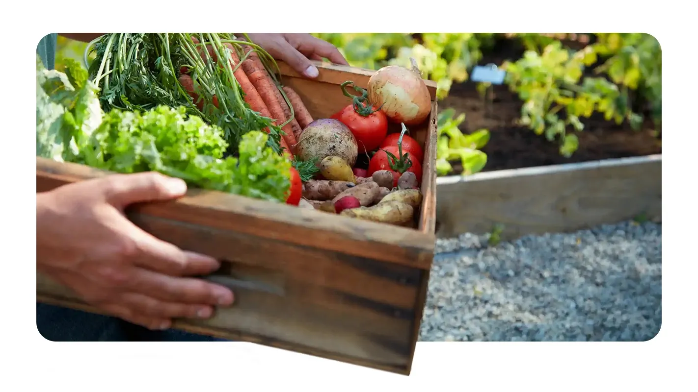A gardener carrying a wooden crate filled with fresh home-harvested vegetables in a raised bed garden.