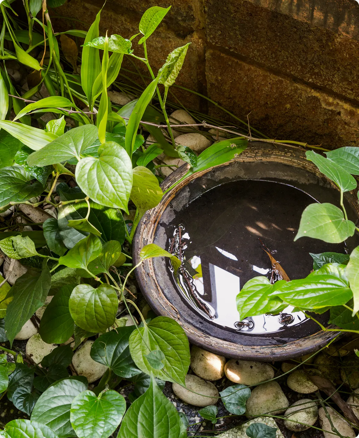 A close-up view of dark standing water collected in an outdoor container surrounded by lush green foliage next to a detailed checklist outlining practical mosquito prevention tips, such as eliminating standing water and using outdoor fans.