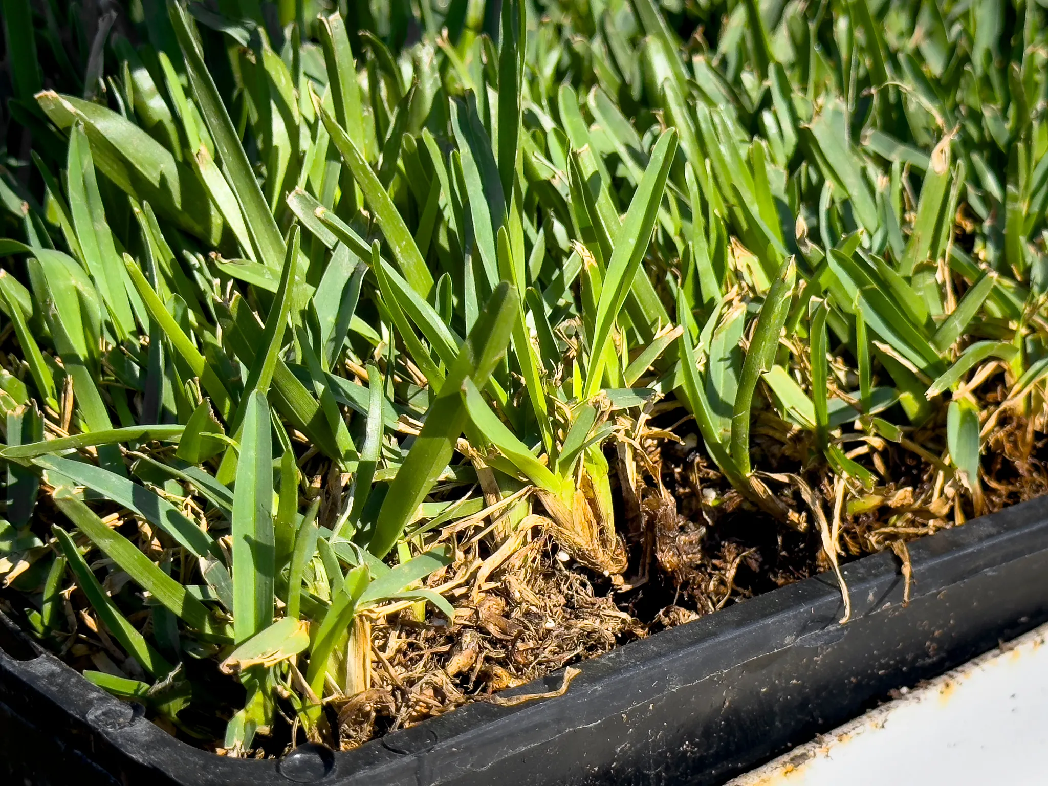 A closeup view of a tray of St. Augustine grass, on display at the nursery.