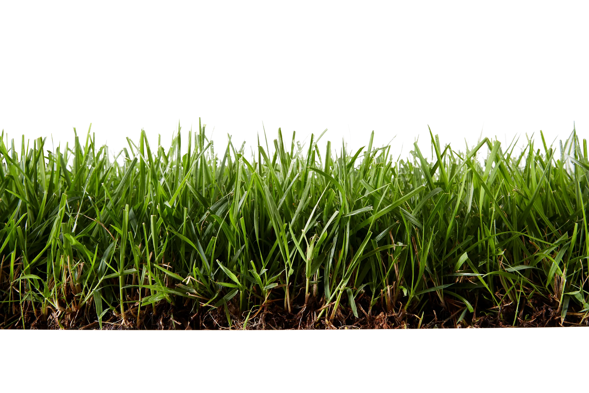 A side cut-away view of a zoysiagrass lawn