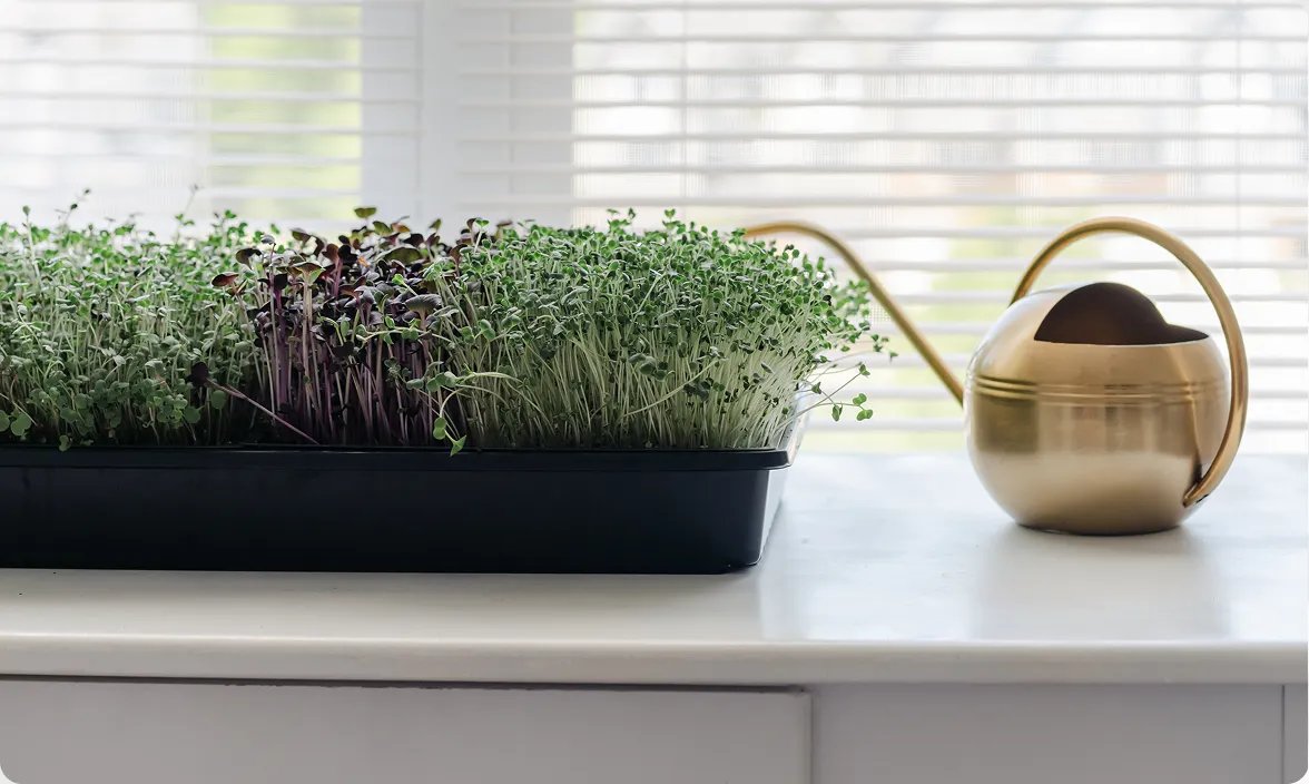 A small tray of growing indoor microgreens sitting on a windowsill next to a brass watering can.