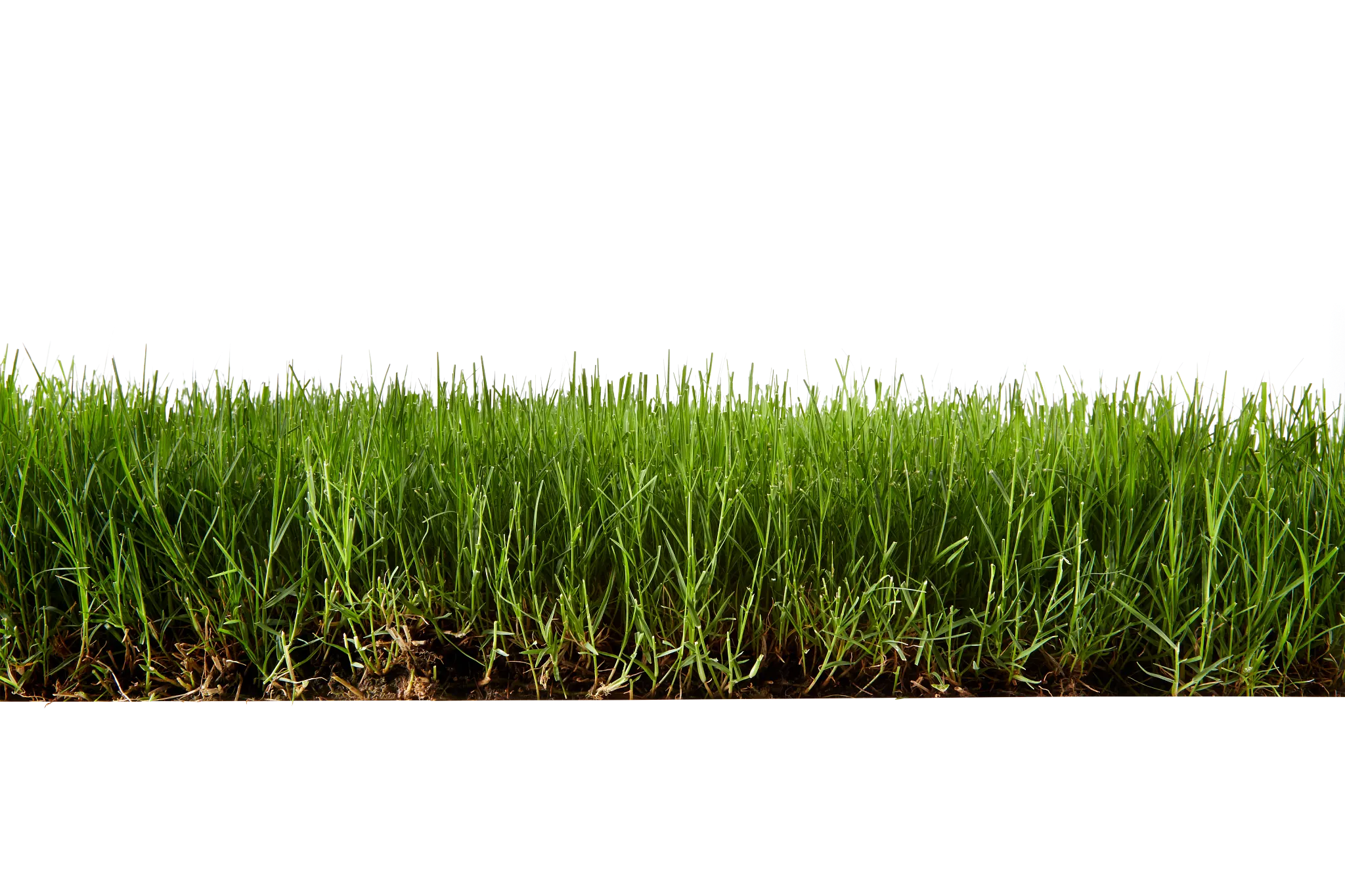 A side cut-away view of a bermudagrass lawn