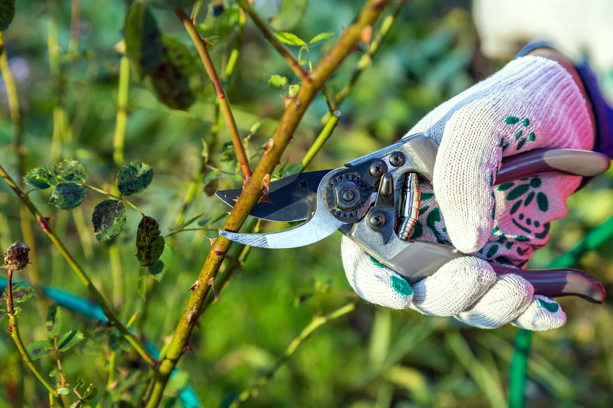 pruning rose bushes in early spring