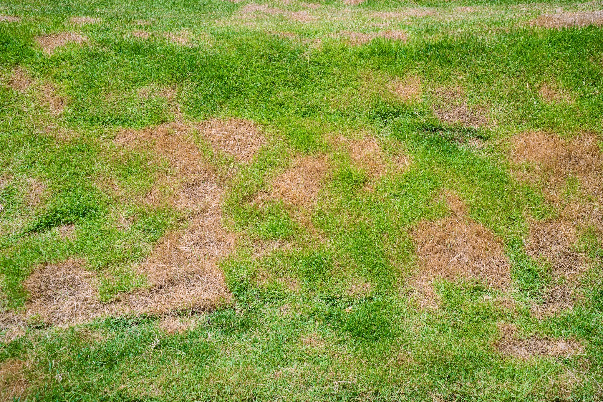 Dead grass patch caused by the fungus Rhizoctonia solani; grass blades change from green to dead brown in a circle.