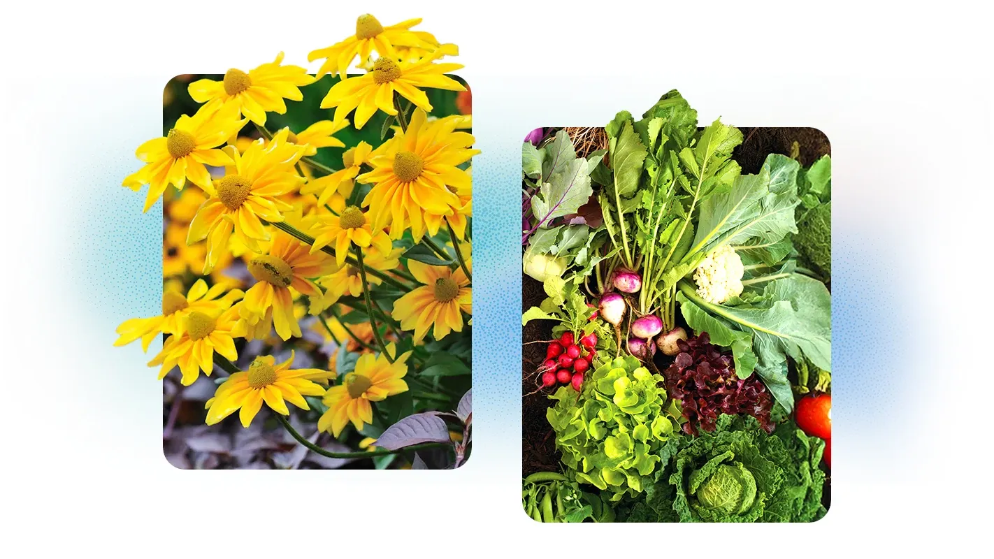 Yellow coneflowers alongside fresh garden vegetables including radishes, lettuce, and cabbage.