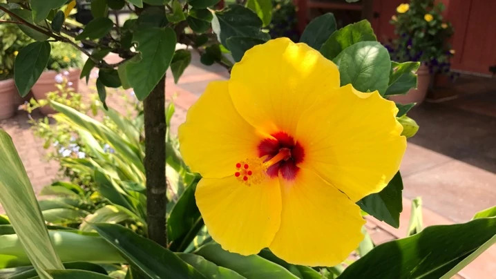 yellow hibiscus 