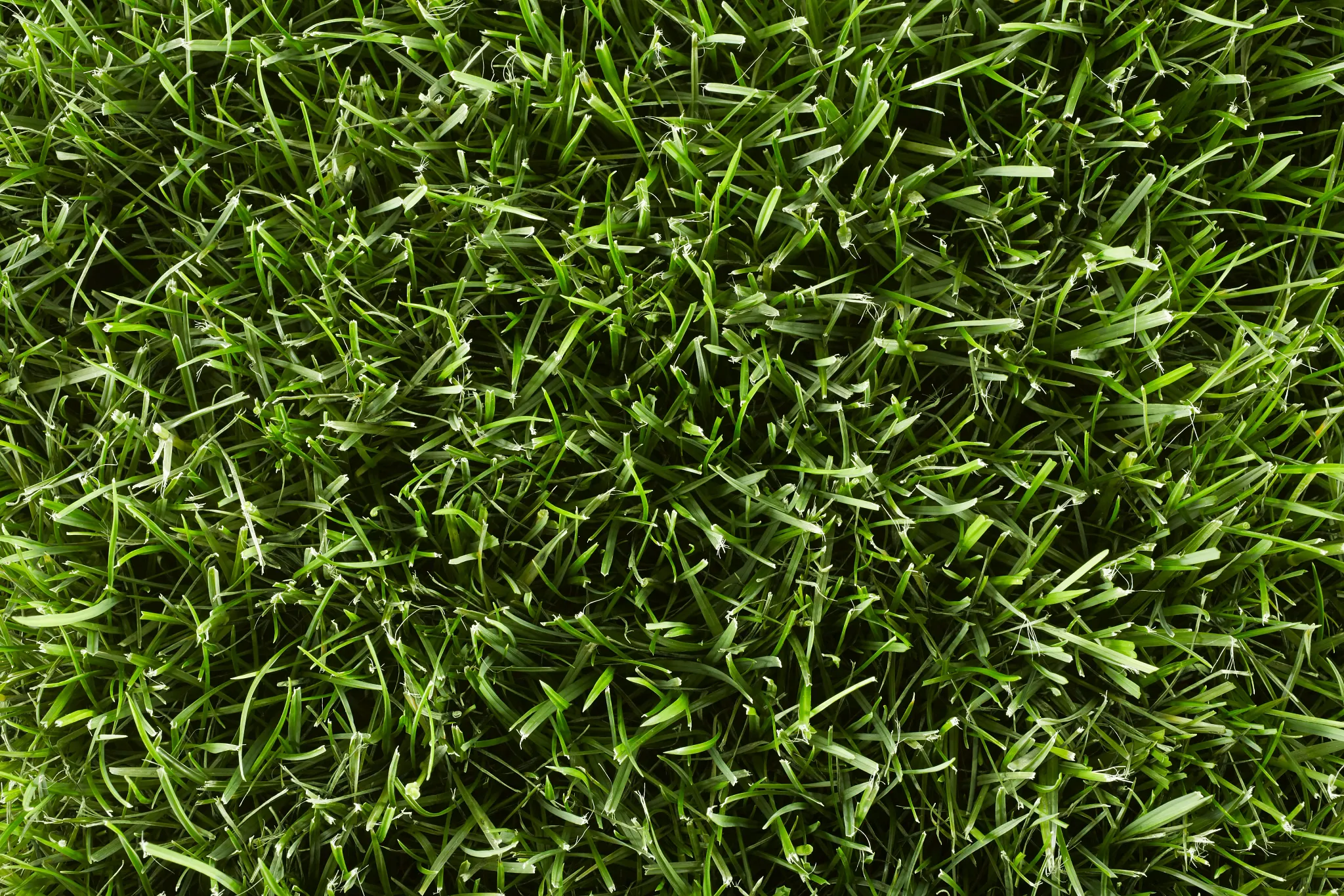 Close-up Kentucky Bluegrass