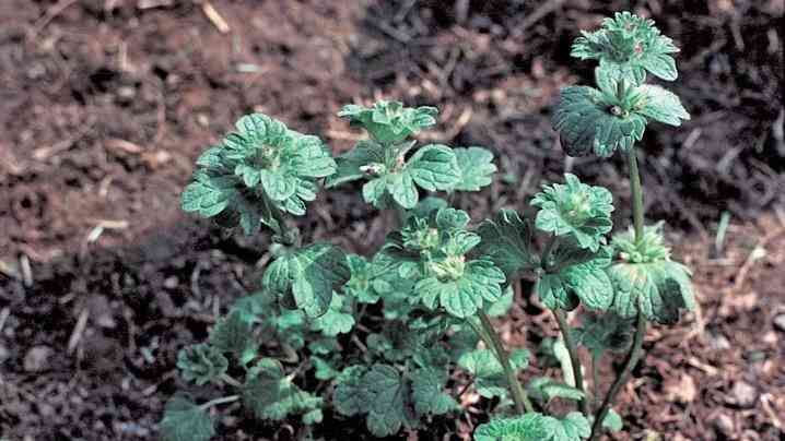 Henbit Root How to Prevent and Kill Henbit | ScottsMiracle-Gro US