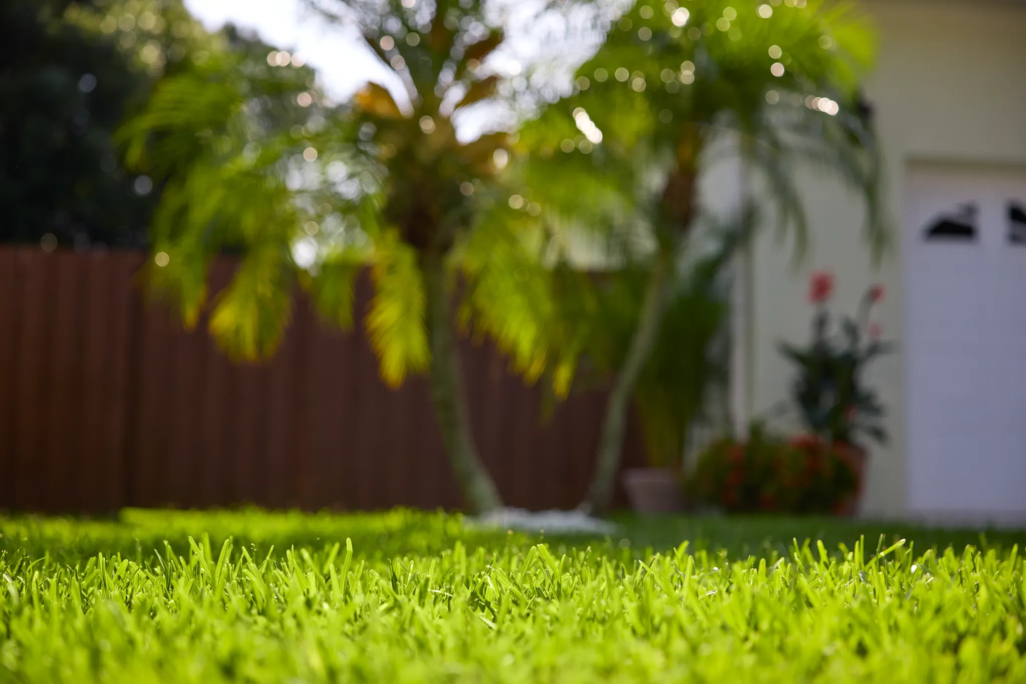 Close-up of a St. Augustine lawn in Florida