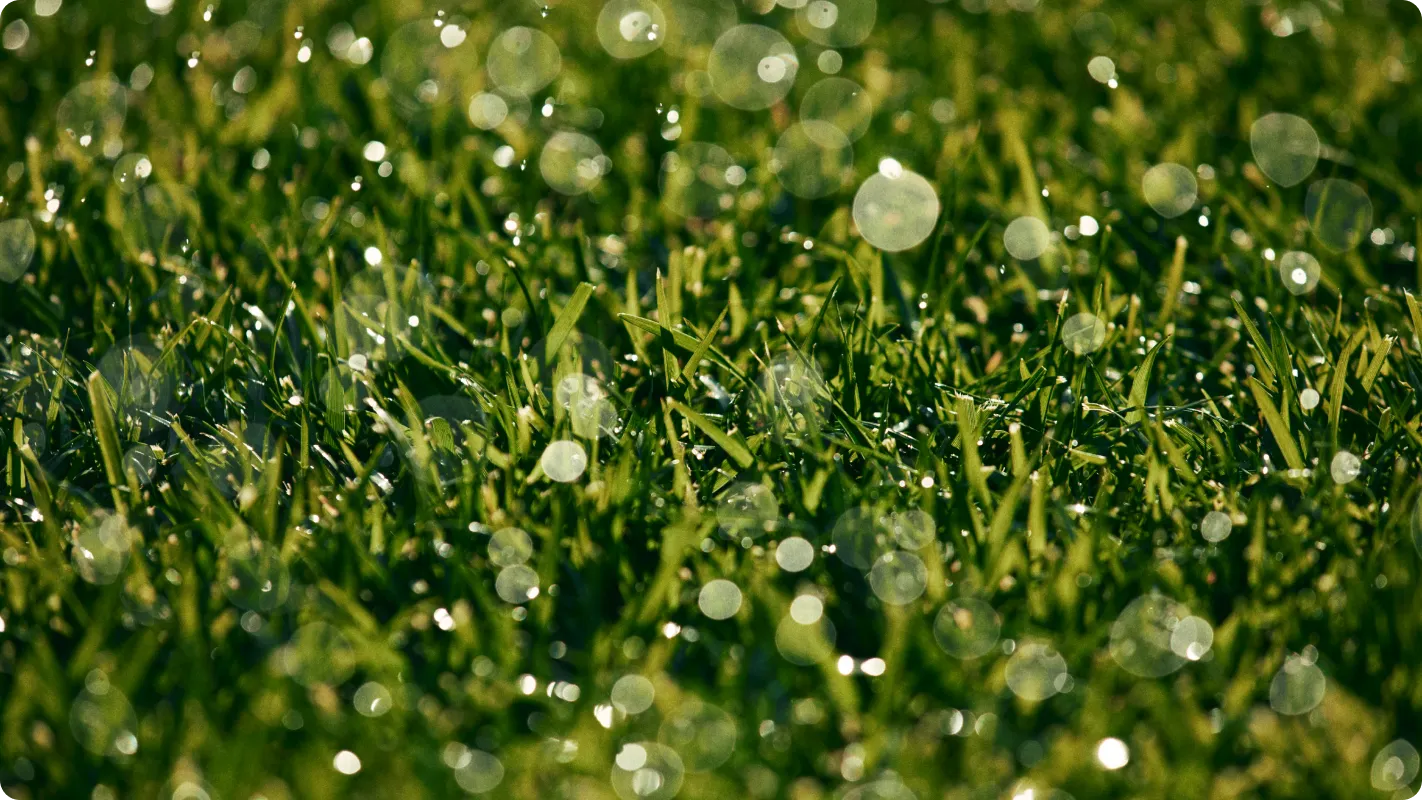 Close up on lush grass in the rain. You can see the water droplets sticking to the grass