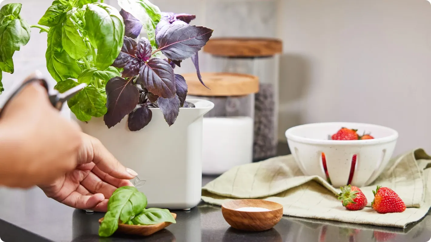 A person harvesting fresh green basil leaves next to an indoor pot for culinary home herb gardening.
