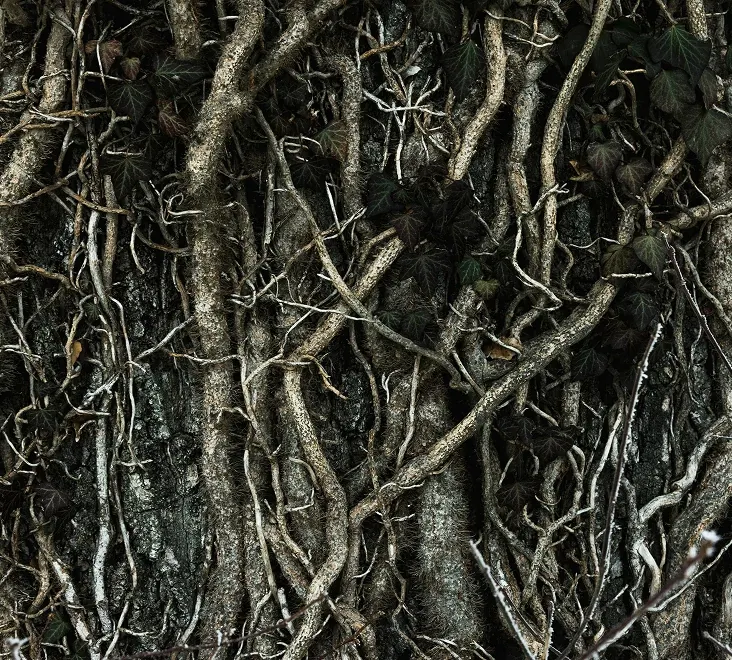 Knotted roots 