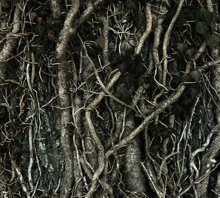 Knotted roots