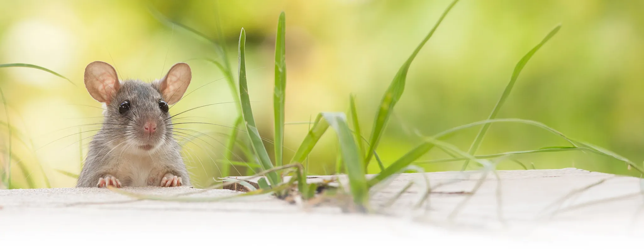 Small mouse peeking over a wooden surface outdoors amidst green grass blades.