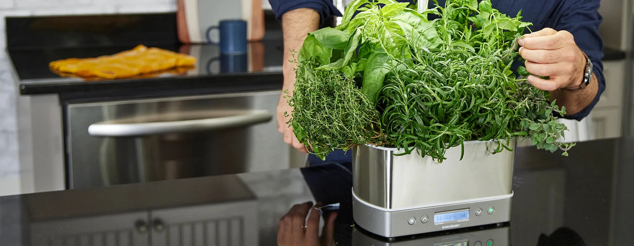 A person standing in a kitchen behind a countertop AeroGarden indoor hydroponic garden filled with fresh, lush herbs.