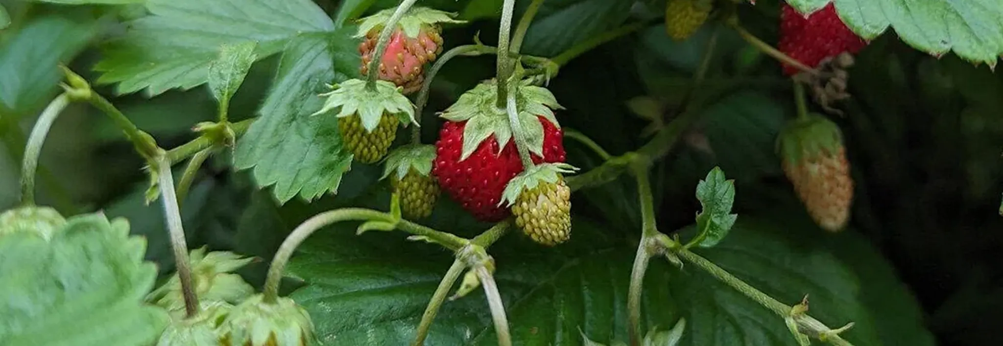 Close-up of ripe red strawberries growing on a green strawberry plant in an indoor garden setup.