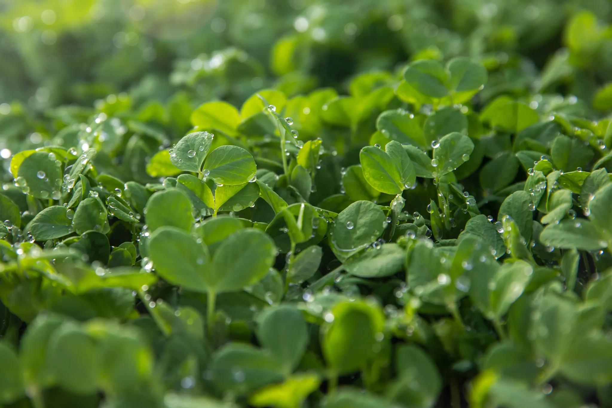 photograph of a close up of clover growing in the ground that has raindrops beaded up on the clover leaves