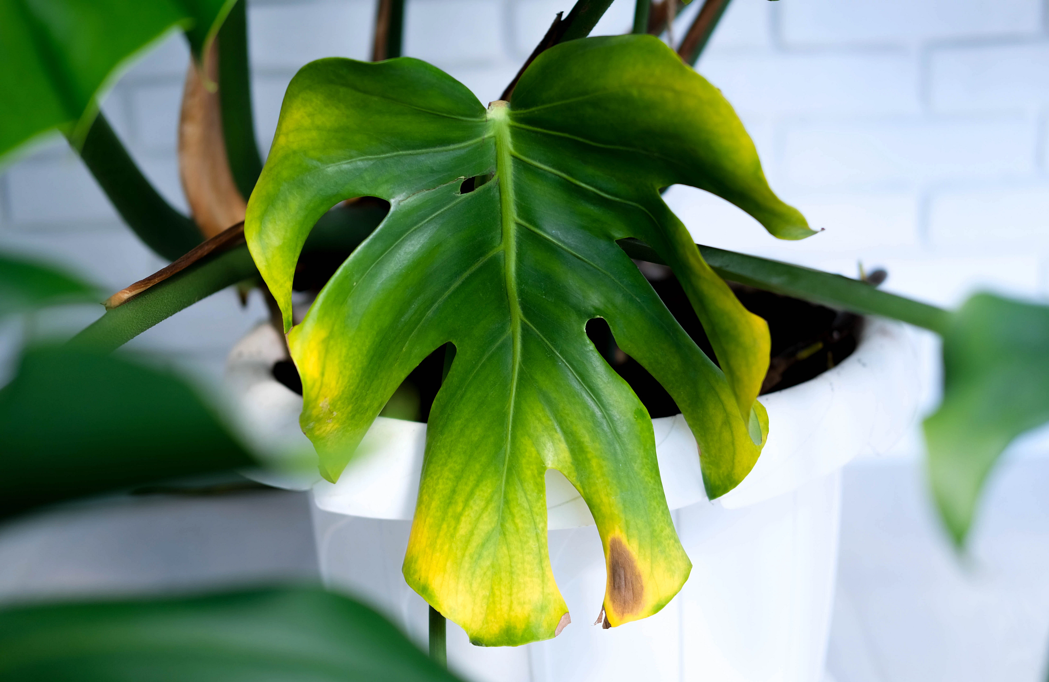 plant with yellowing leaf
