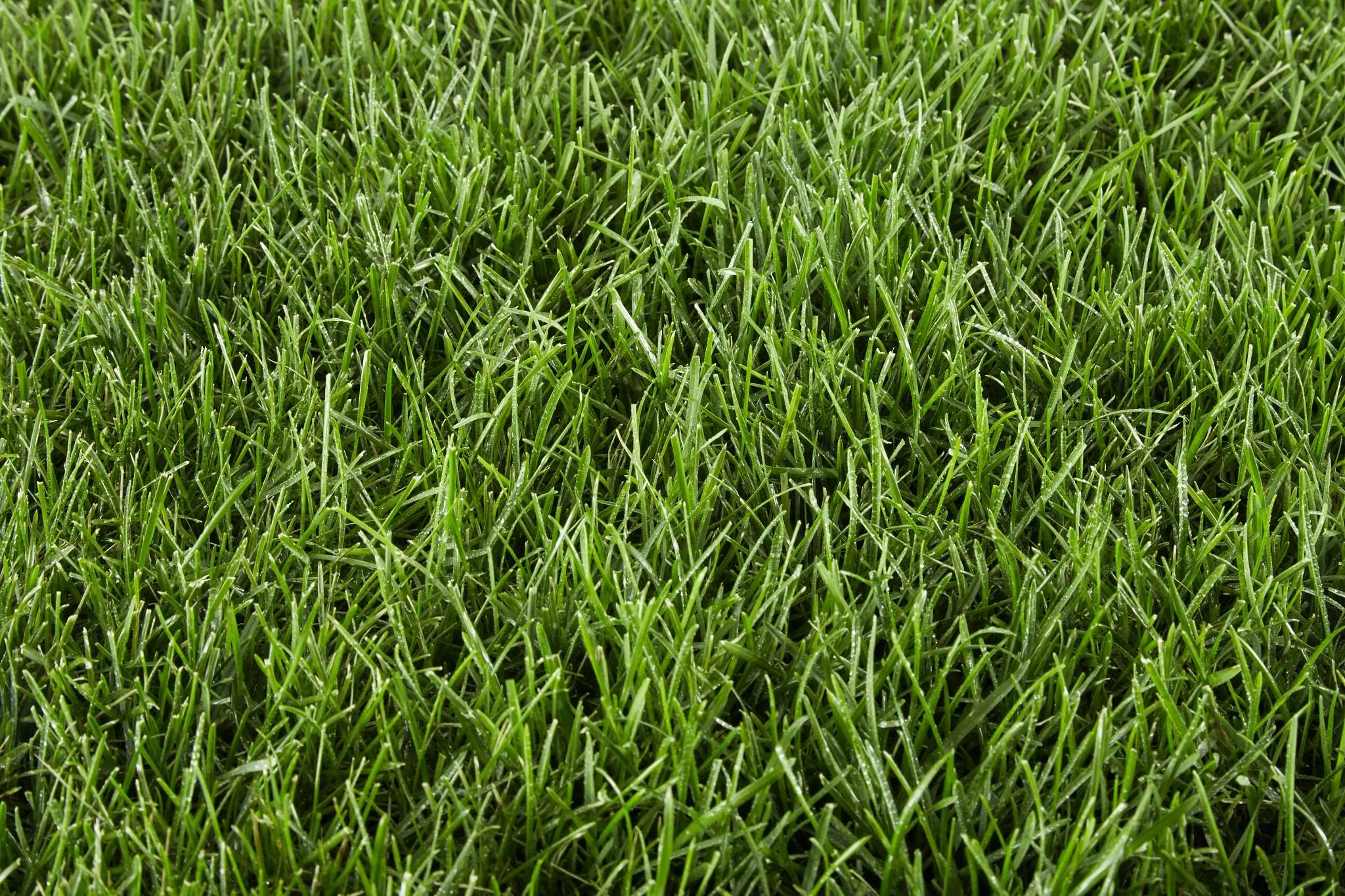 Close-up of Perennial Ryegrass