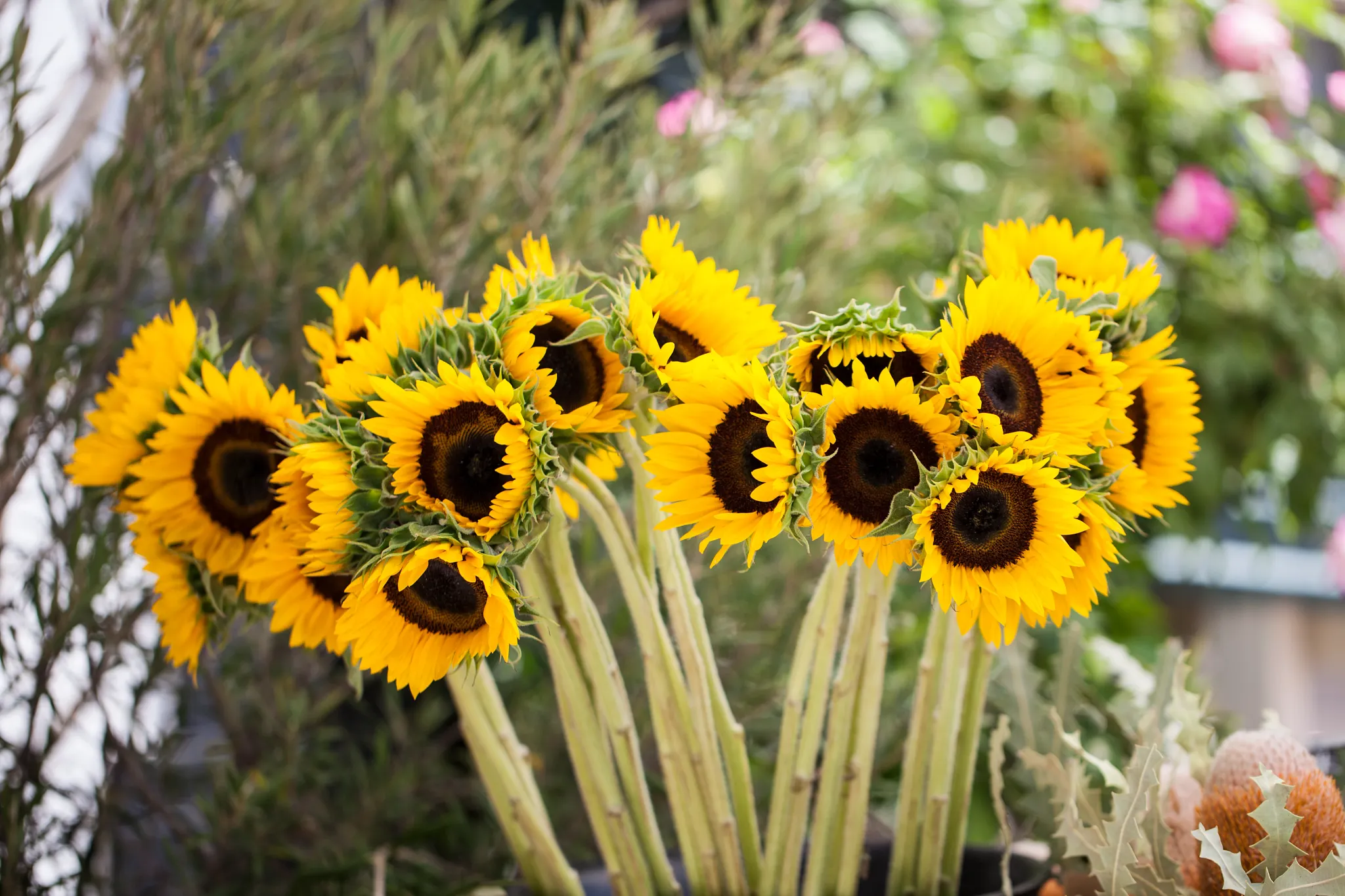 cut sunflower stems in a bucket of water