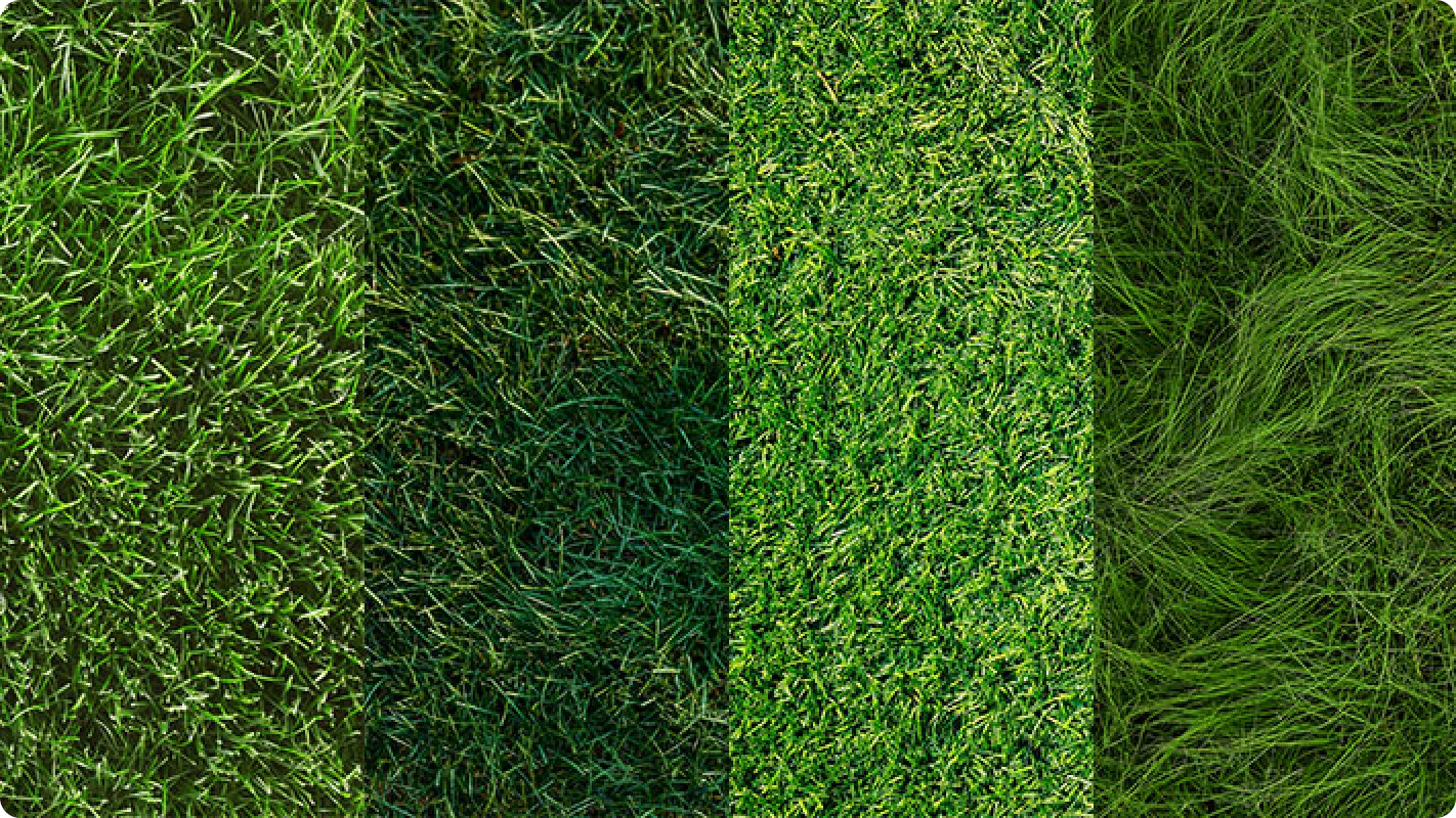 4 different grass types shown side by side