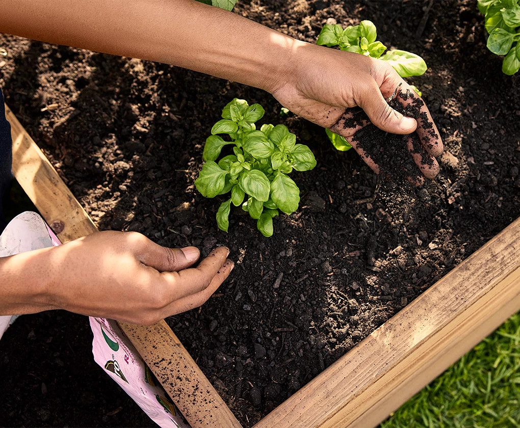 raised bed with basil plant and hands in dirt