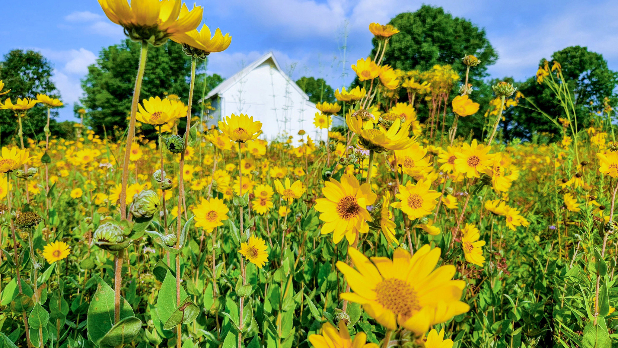 Wildflowers in a field