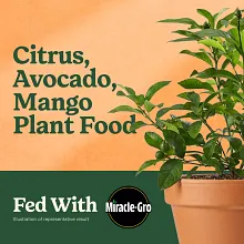 Miracle-Gro&reg; Citrus, Avocado, & Mango Food image number null