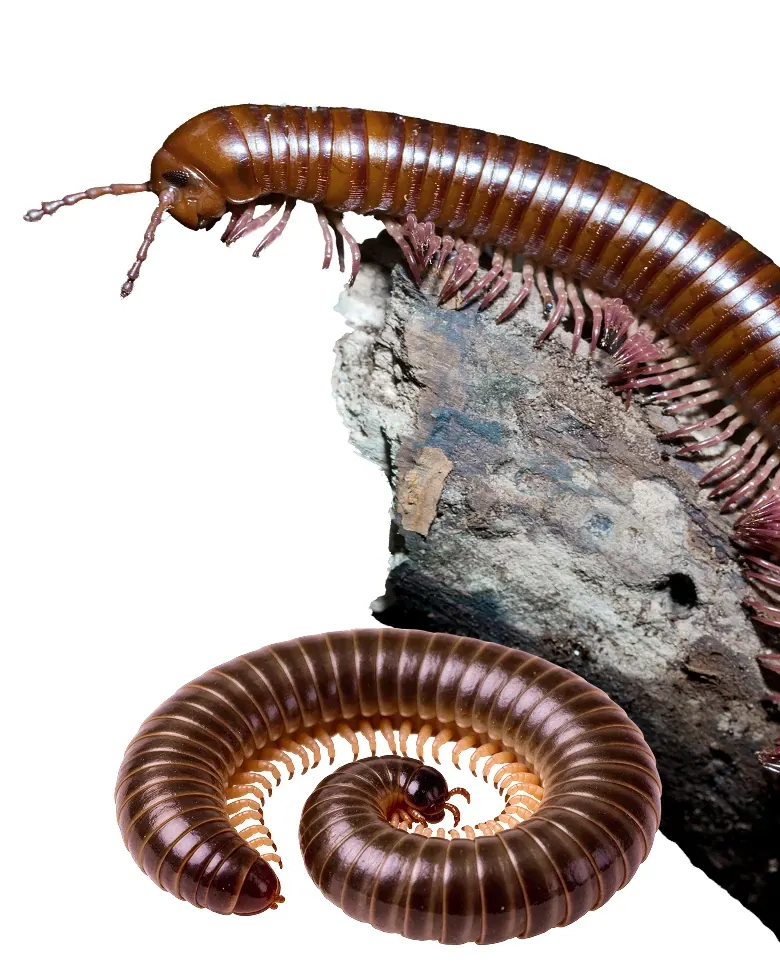 a millipede