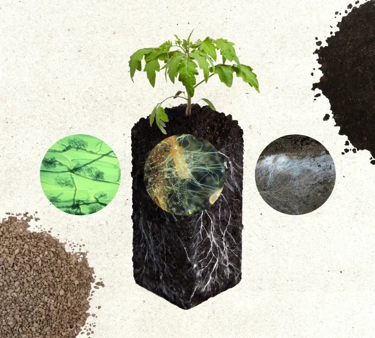 Image of a plant and root system with close ups of the microbiology that makes up the plant.