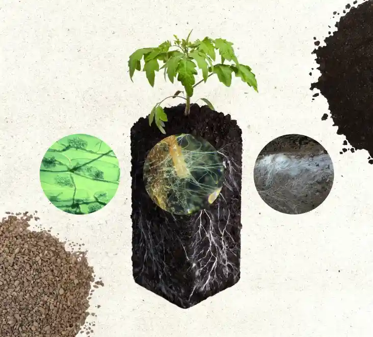 Image of a plant and root system with close ups of the microbiology that makes up the plant.