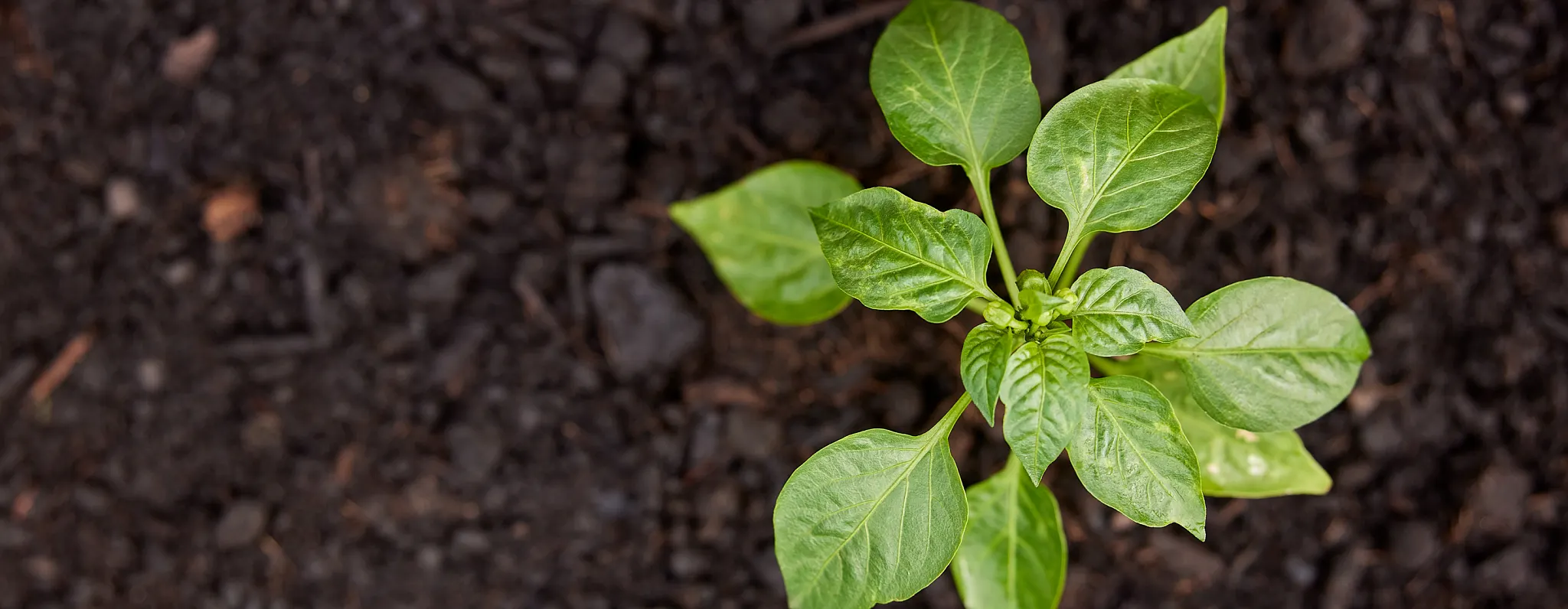 Top-down view of a small green pepper plant growing in dark soil with mulch.