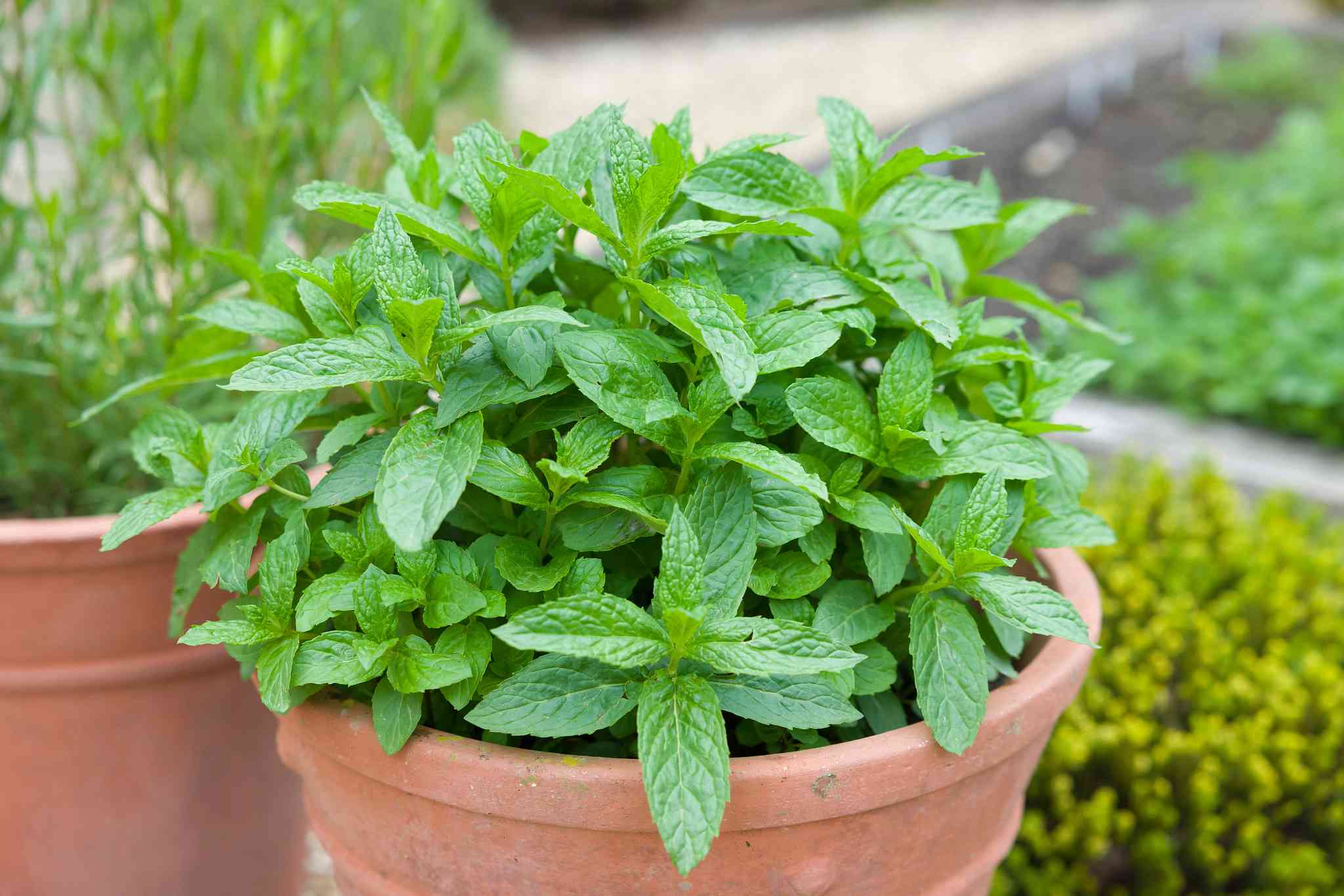 How to Grow Mint | ScottsMiracle-Gro US